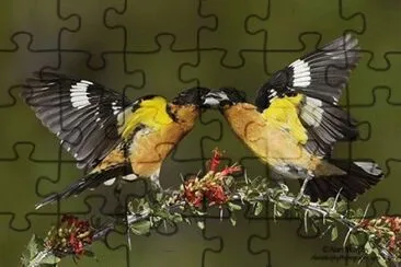 - joia,(3) jigsaw puzzle