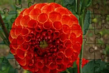 dahlia pompon jigsaw puzzle