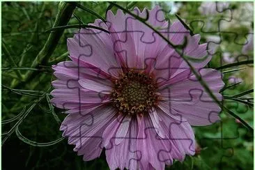 cosmos