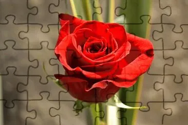 Rosa jigsaw puzzle
