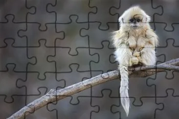 golden snub nose monkey jigsaw puzzle