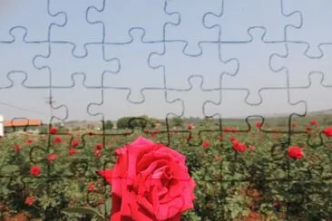 Campos de rosas jigsaw puzzle
