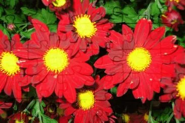 fleurs jigsaw puzzle