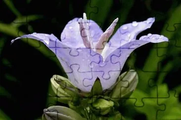 campanule jigsaw puzzle