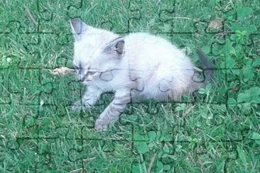 Nino cat jigsaw puzzle