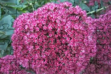 fleur
