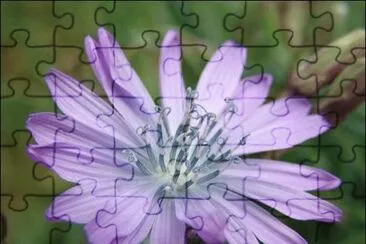 פאזל של fleur