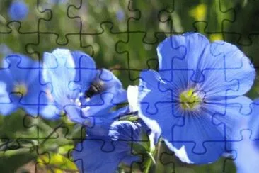 פאזל של fleurs de montagne