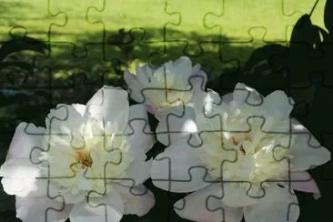  jigsaw puzzle
