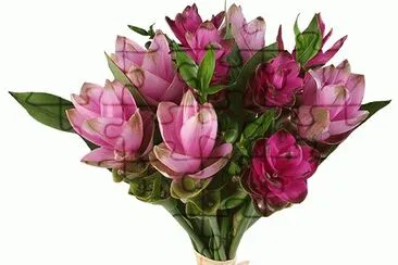 fleurs: curcuma