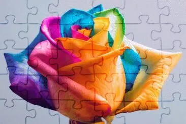 Rainbow Rose