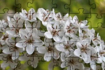 lysimaque