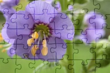 valeriane grecque jigsaw puzzle