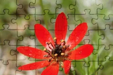 adonis flammea jigsaw puzzle