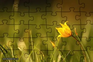 tulipe sauvage jigsaw puzzle