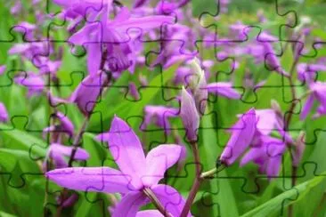 orchidÃ©e-jacinthe