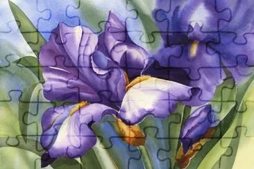 Purple Iris Watercolor