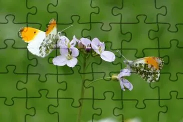 papillon sur cardamine