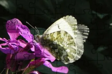 פאזל של papillon