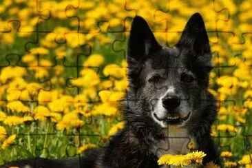 פאזל של cÃ£o