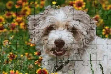 פאזל של cÃ£o