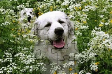 פאזל של cÃ£o