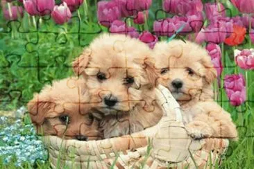פאזל של cÃ£o