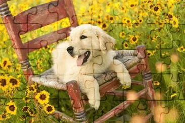 פאזל של cÃ£o
