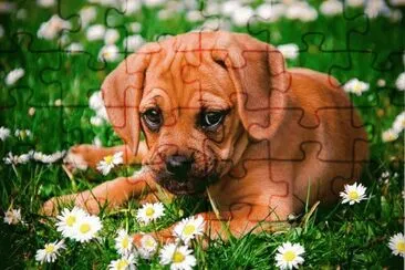 פאזל של cÃ£o