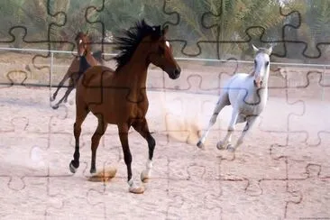 cavalos