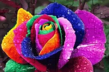Rosa