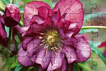 fleur