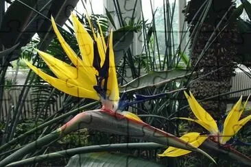 פאזל של fleurs: Strelitzia_reginae