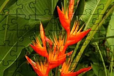 fleurs: Heliconia-orange-yellow