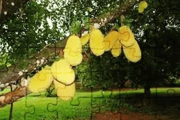 PÃ© de Jaca jigsaw puzzle