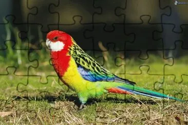 LORITO jigsaw puzzle