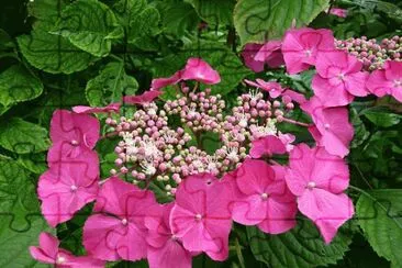 hydrangea