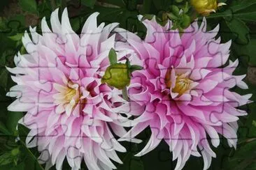 dahlias jigsaw puzzle