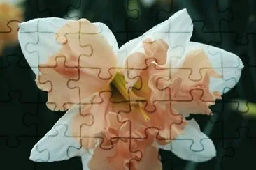 narcisse jigsaw puzzle