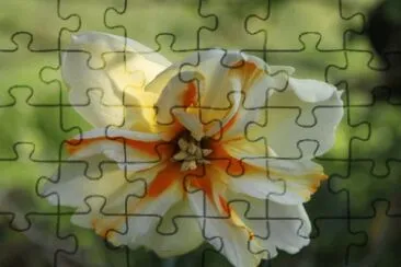 narcisse jigsaw puzzle