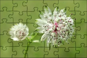 astrance jigsaw puzzle