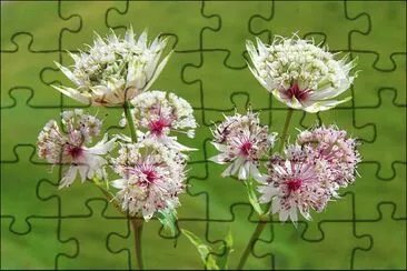 astrance jigsaw puzzle