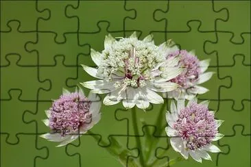 astrance jigsaw puzzle