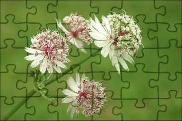 astrance jigsaw puzzle