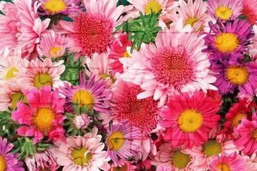 Flores