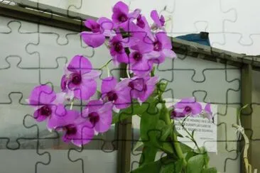 ORQUIDEA