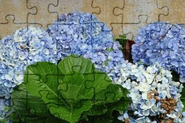 HORTENSIA EN FLORIANAPOLIS