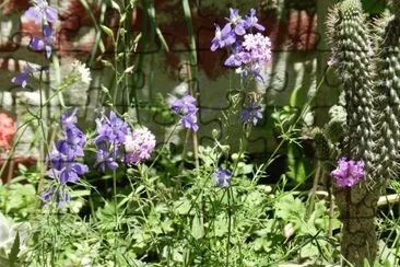 ESPUELITAS EN MI JARDIN