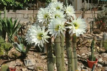 FLOR DE TRICHOCEREUS