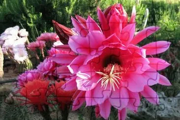 FLORES FUCSIA DE CEREUS jigsaw puzzle